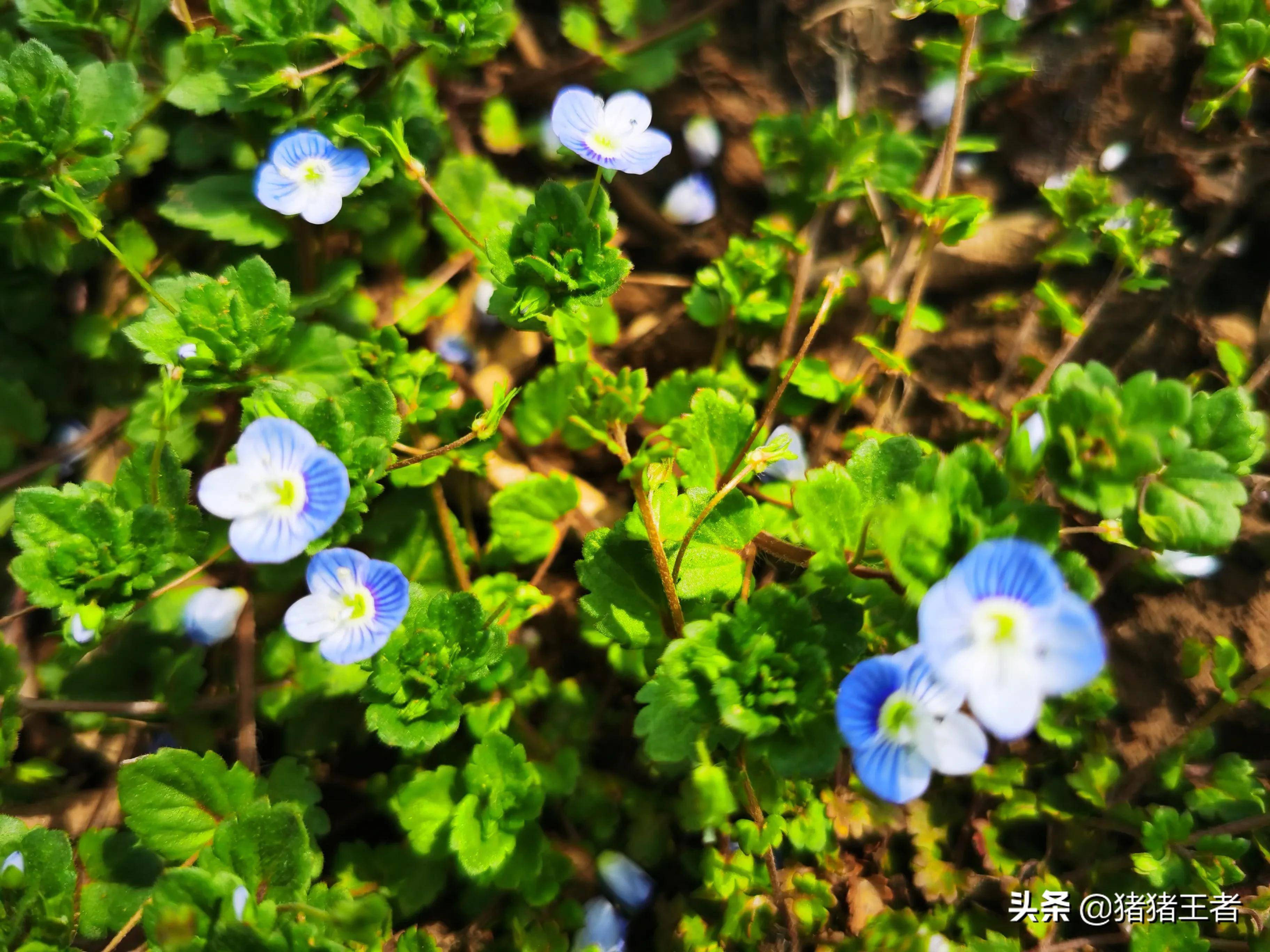 别看我小巧,而且不那么鲜艳,成片铺在地上开的花依然那么美丽