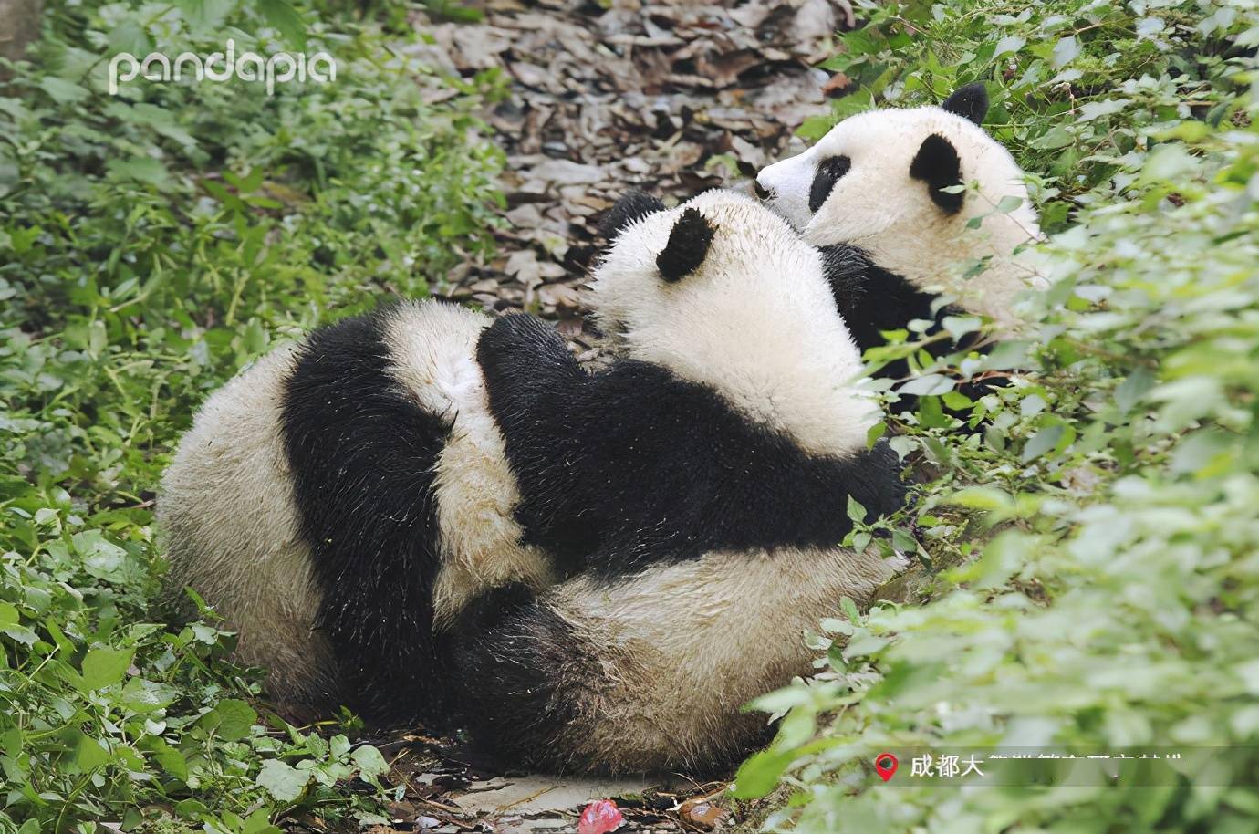 "年少不知假期贵,错把时间来浪费……""没事别哭,假期下次还会有的,摸