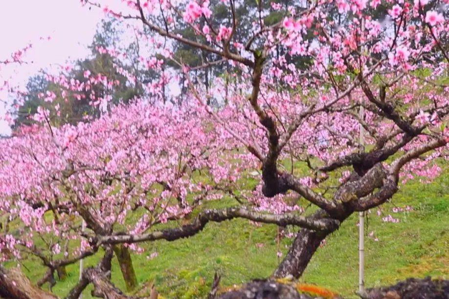 【多彩恩施】怪爪桃枝亦成景_桃树