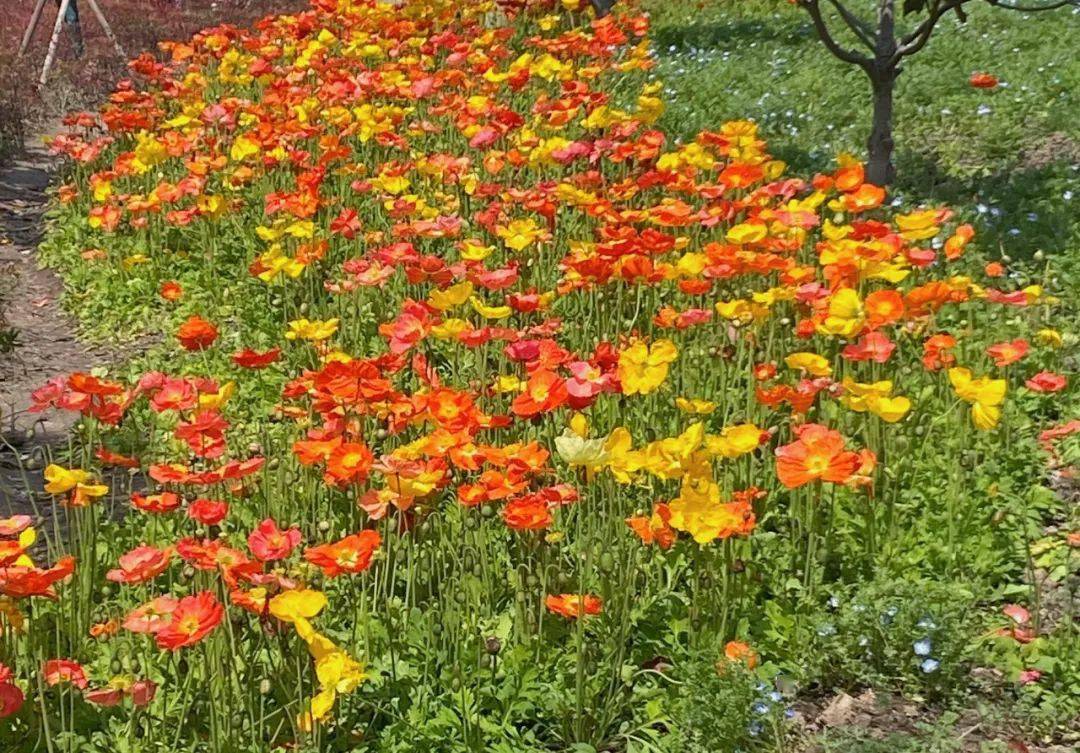 探索徐汇中环绿廊繁花盛开争奇斗艳待你来赏