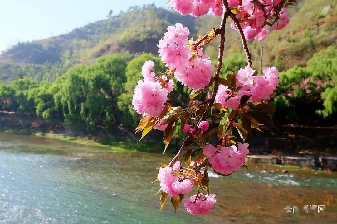 行摄云南昭通鱼洞水库春日融融樱花盛放