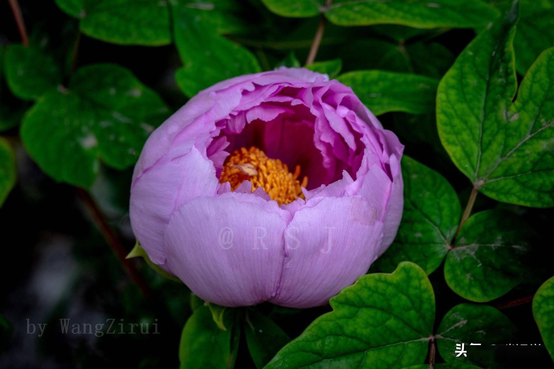 洛阳花其性耐寒图片