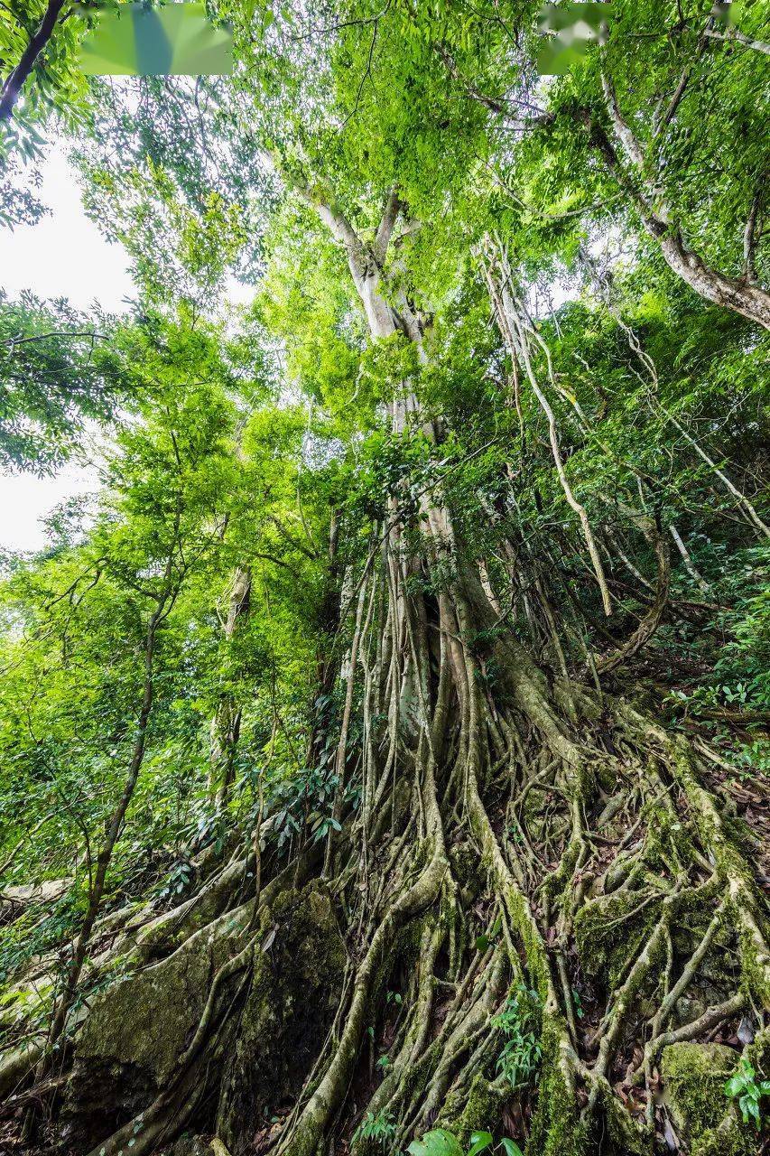 ▼中科院西双版纳热带植物园