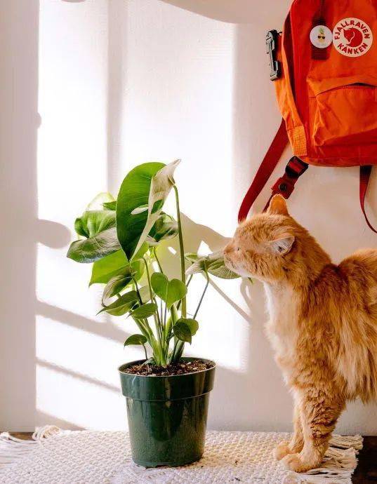 猫咪坟前长出彼岸花，主人感动落泪，却被告知这正是杀猫的凶手！_养猫