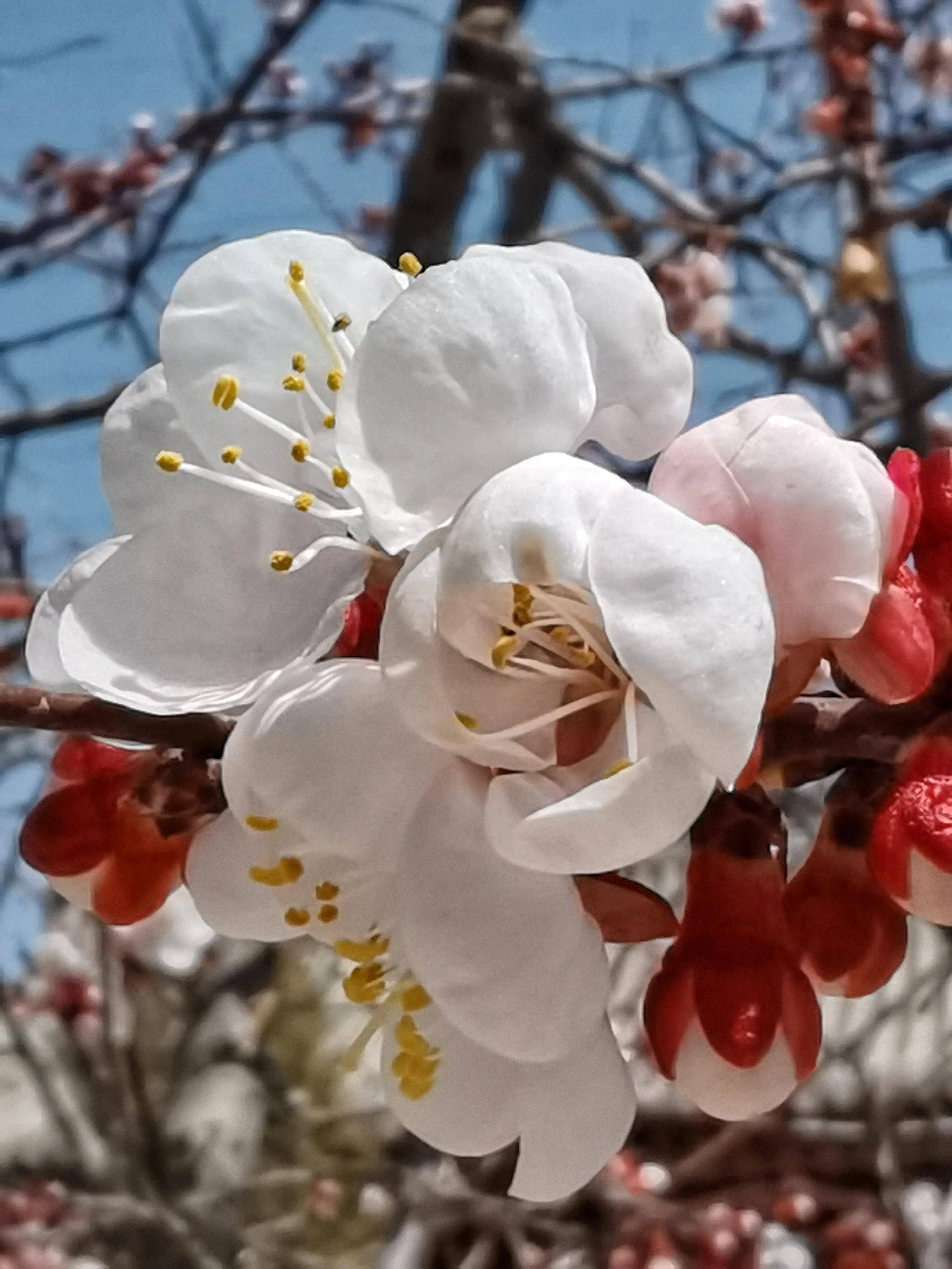 西宁的春天,随处可见的春意盎然,文化公园里的杏花竞相绽放