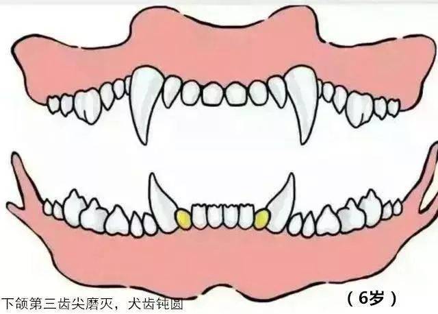 多少岁开始掉牙齿正常老年 79159fe224e64adf90f015228acf049f.jpeg