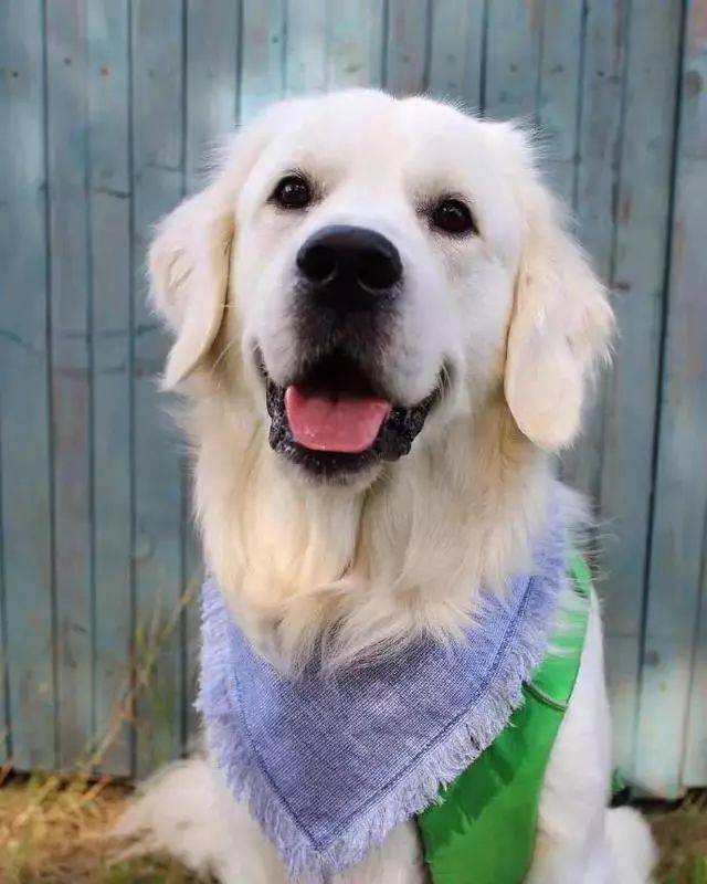 金毛maui和捡屎官一起住在芝加哥,是一只拥有超暖笑容的大狗子,每天