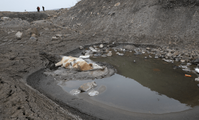 看消防员如何把800斤母牛救出泥潭_淤泥