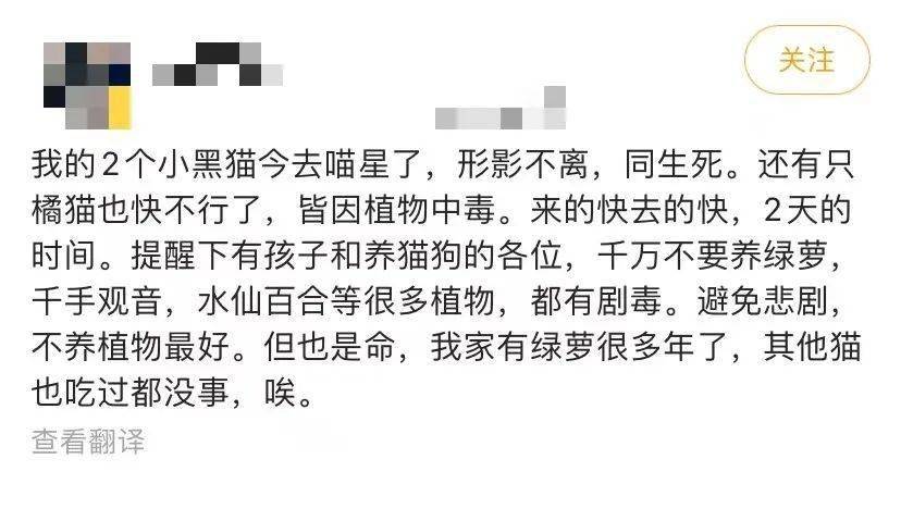 猫咪坟前长出彼岸花，主人感动落泪，却被告知这正是杀猫的凶手！_养猫
