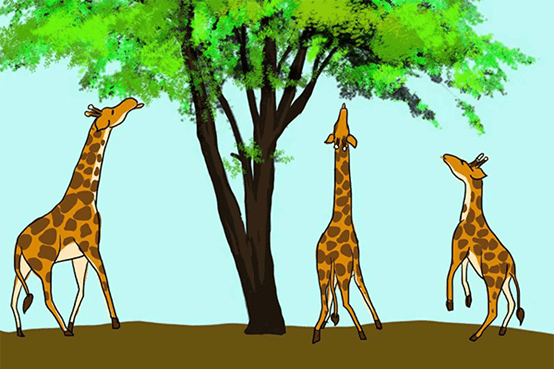 长颈鹿的祖先身高并不高,主要生活在非洲东部,以食草为生.