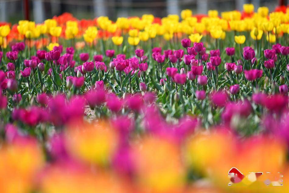 新天水35万盆花仙子与你浪漫相约天水市麦积区第五届郁金香花卉展10日