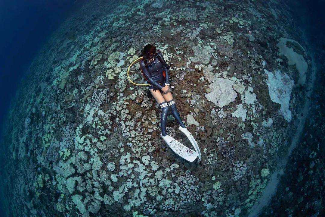 西沙群岛的美景 潜水图片