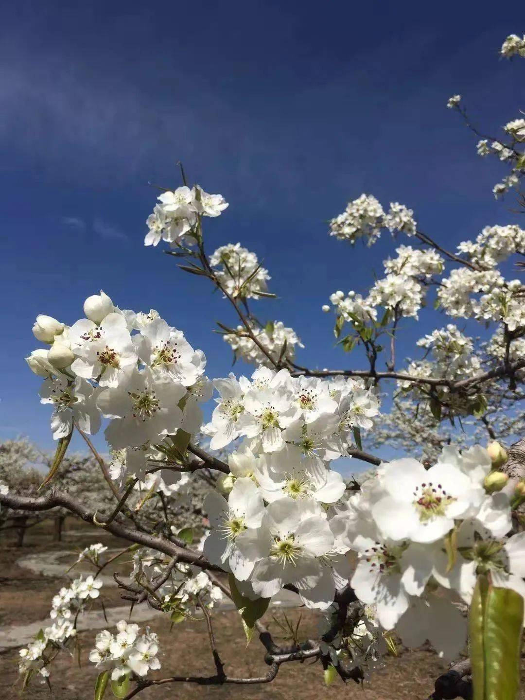 房山万亩梨花迎来盛花期!