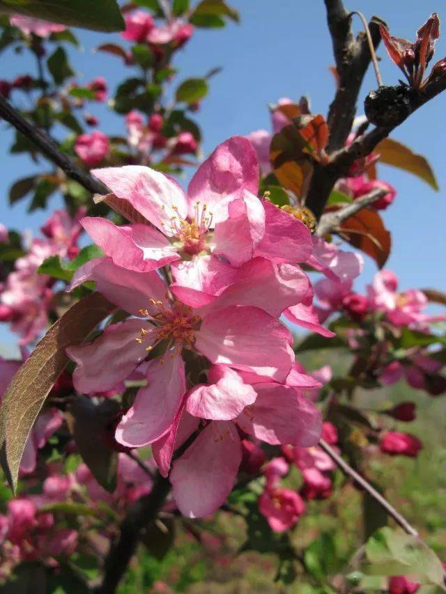 50幅海棠花图50个海棠品种