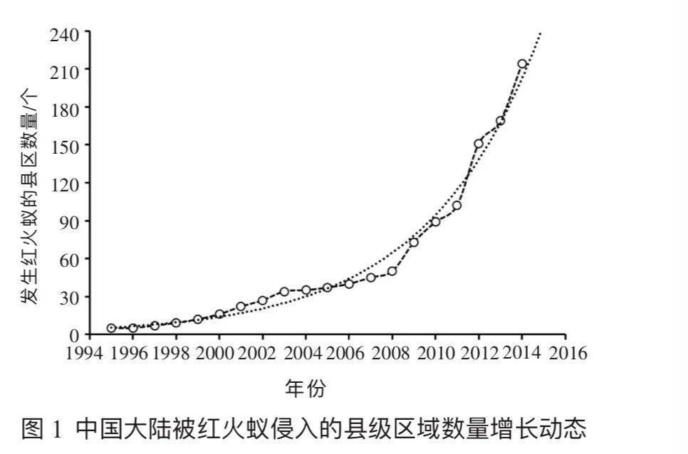 恐怖入侵の紅火蟻