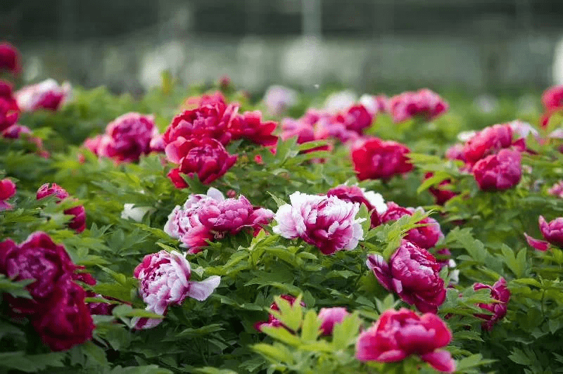 春天百花盛开而最美还要看牡丹国色天香 盛世花开