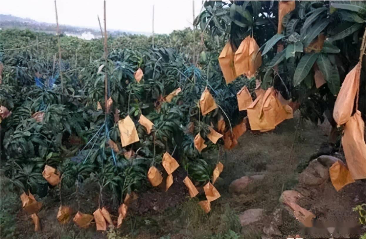 芒果套袋技术要点