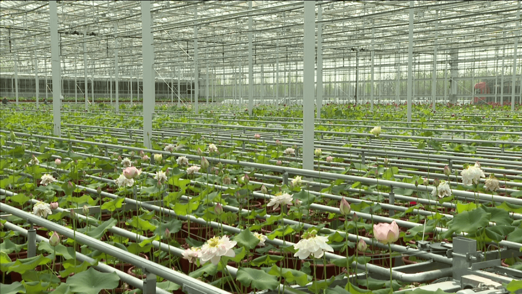 你好花博才四月荷花就开了秘密是