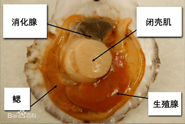 可爱派大星变身"海底蝗虫",给我们敲响了哪些警钟?_贝类