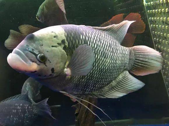 晒图多种战船鱼混养红尾紫红七间爱索顿全黑