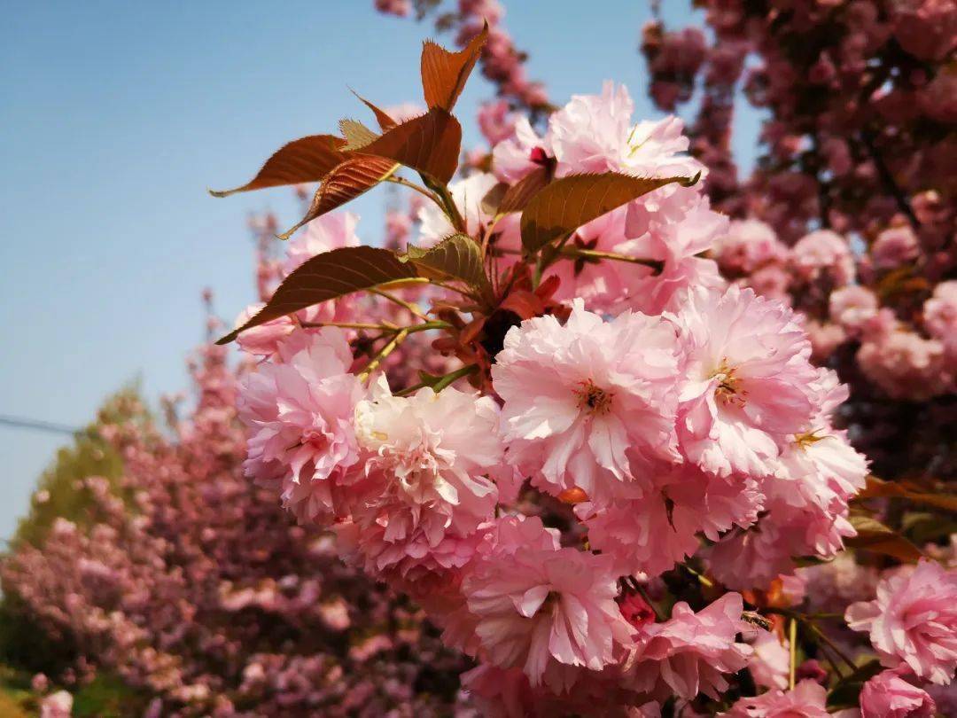 【热点】一大波美女来了！嵩县纸房镇念子沟千棵樱花怒放迎春风！！