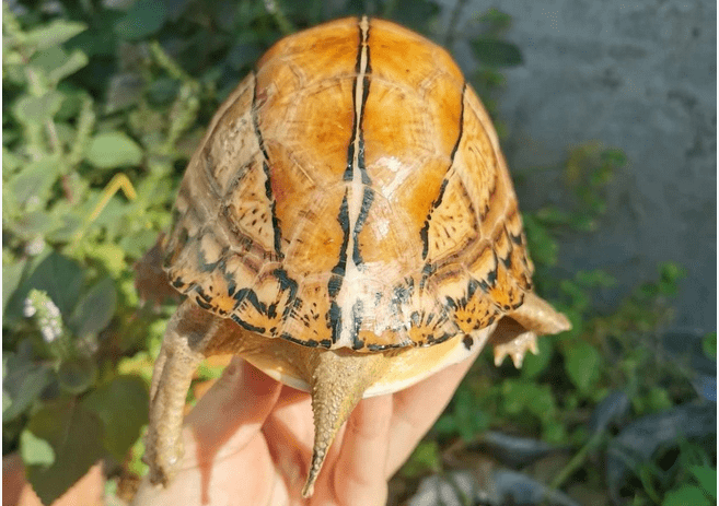 告别血蛋传说和杀龟取卵,越来越多的朋友孵化出了黄额闭壳龟_图画