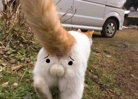 偷看了3万只猫咪蛋蛋后,我终于发现了最特别的1只