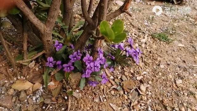 烟台招远南乡农村老鼠布袋原来是紫花地丁