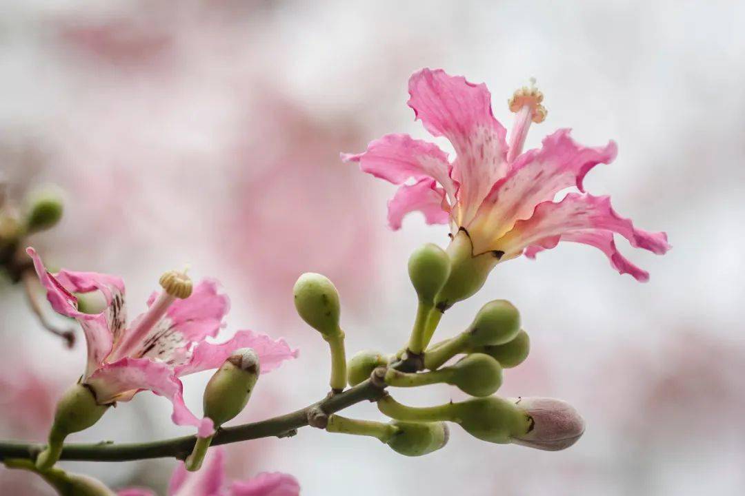 隨後,鳳凰木驚豔登場,葉如飛凰之羽,花若丹鳳之冠,啟動華彩之夏.