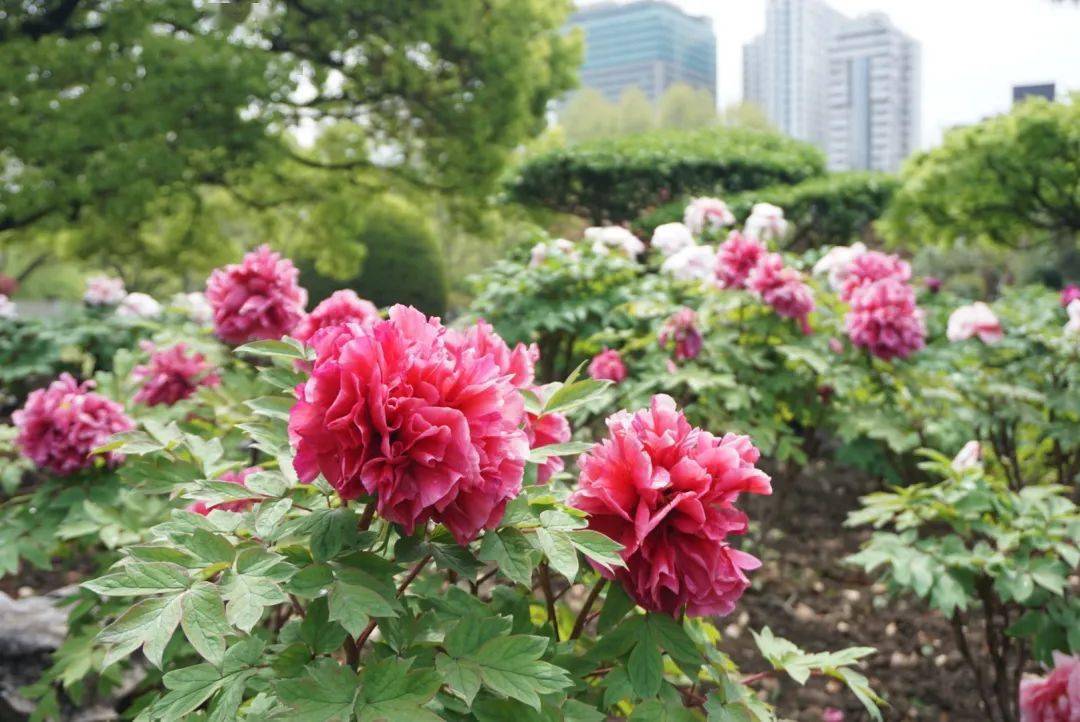 百花丛中最鲜艳中山公园的牡丹花开得可美了