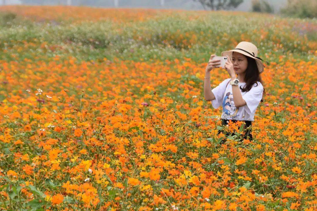 佛山芦苞花海公园图片