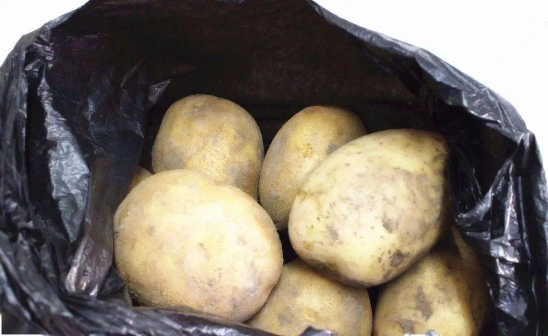 保存土豆直接放地上就错了教您3招放久也不出芽不怕多买