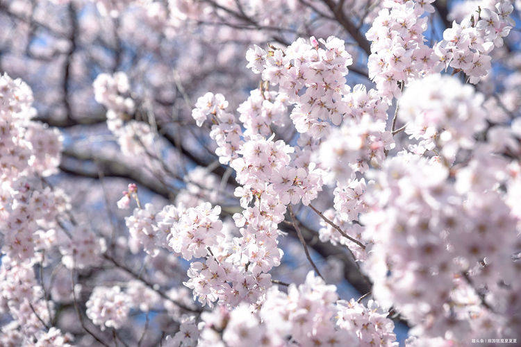 日本最出名的赏樱古城，号称“天下第一樱”，还有樱花味的冰淇淋