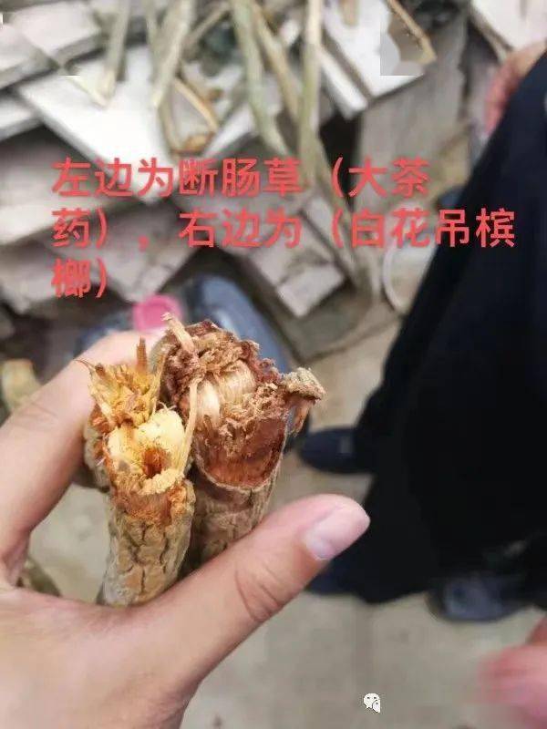 为避免误食钩吻(断肠草)导致食物中毒请大家注意1.