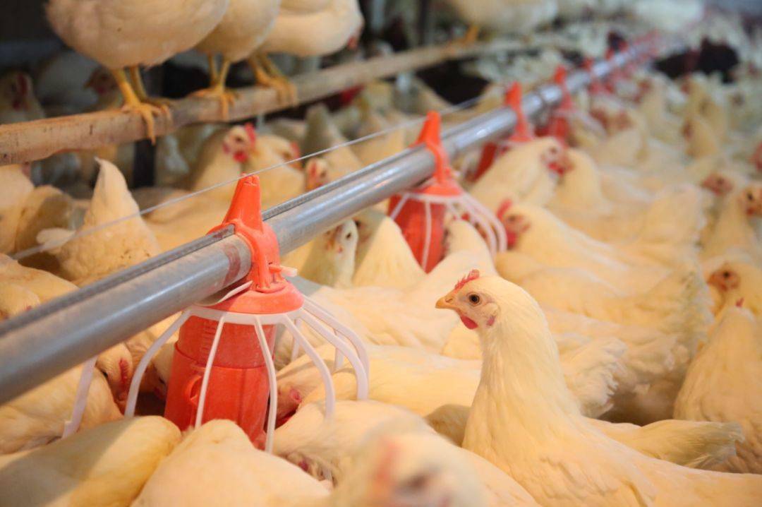 深交所创业板上市的中国"蛋鸡第一股"晓鸣股份_养殖