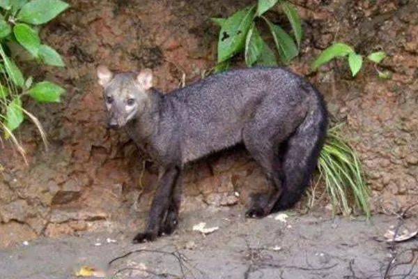 小耳犬(学名: atelocynus microtis ):体长72-1