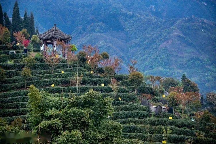 大青城三月三采茶节,邀你邂逅不一样的山水春天~_都江堰