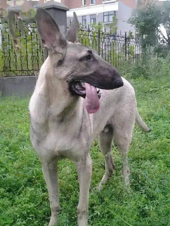 驴青犬图片