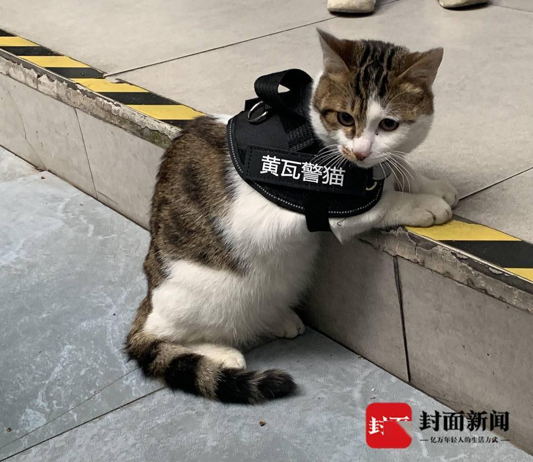 成都一派出所的官方警猫能逮老鼠还能卖萌