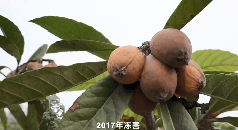 教授花一生为枇杷“改名”，引网友微博怒赞15w​：去他的“日本山楂”！​