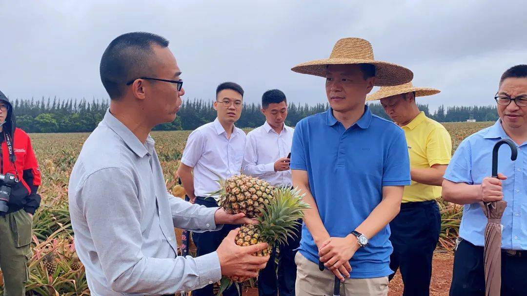 优果农业方增良总,湛江农垦局黄局长深入徐闻农业一线与菠萝种植户