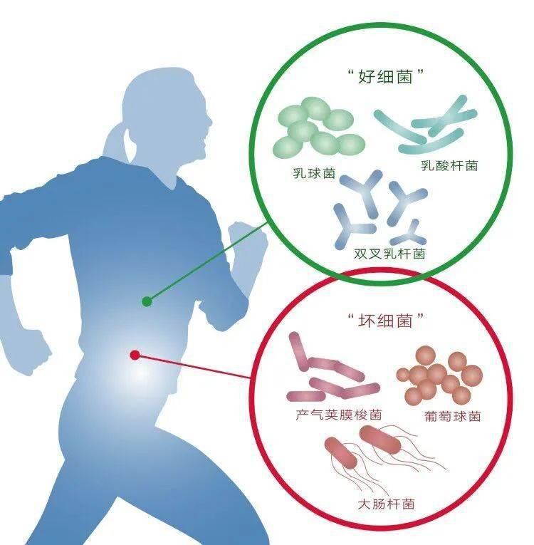 腸道中的細菌世界