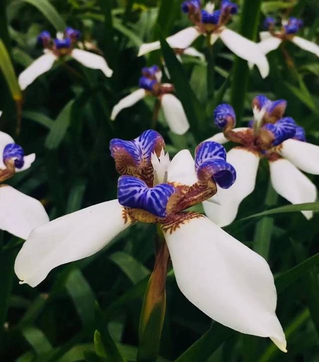 巴西鸢尾也叫做马蝶花,鸢尾兰,玉蝴蝶,原产于墨西哥至巴西一带.