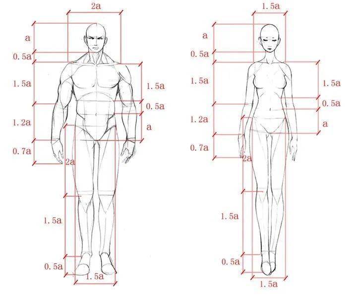 单位划分法,男女人体比例区别一目了然,男性的躯干支架呈倒等腰三角