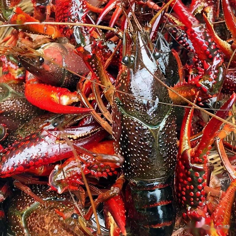 基金项目稻田虾鳝养殖技术