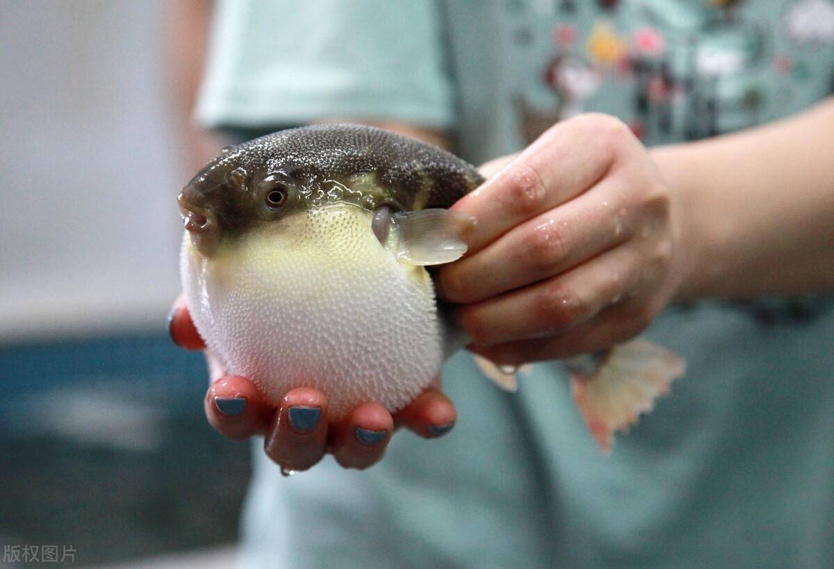 养殖河豚有毒 但毒性低于野生河豚 加工