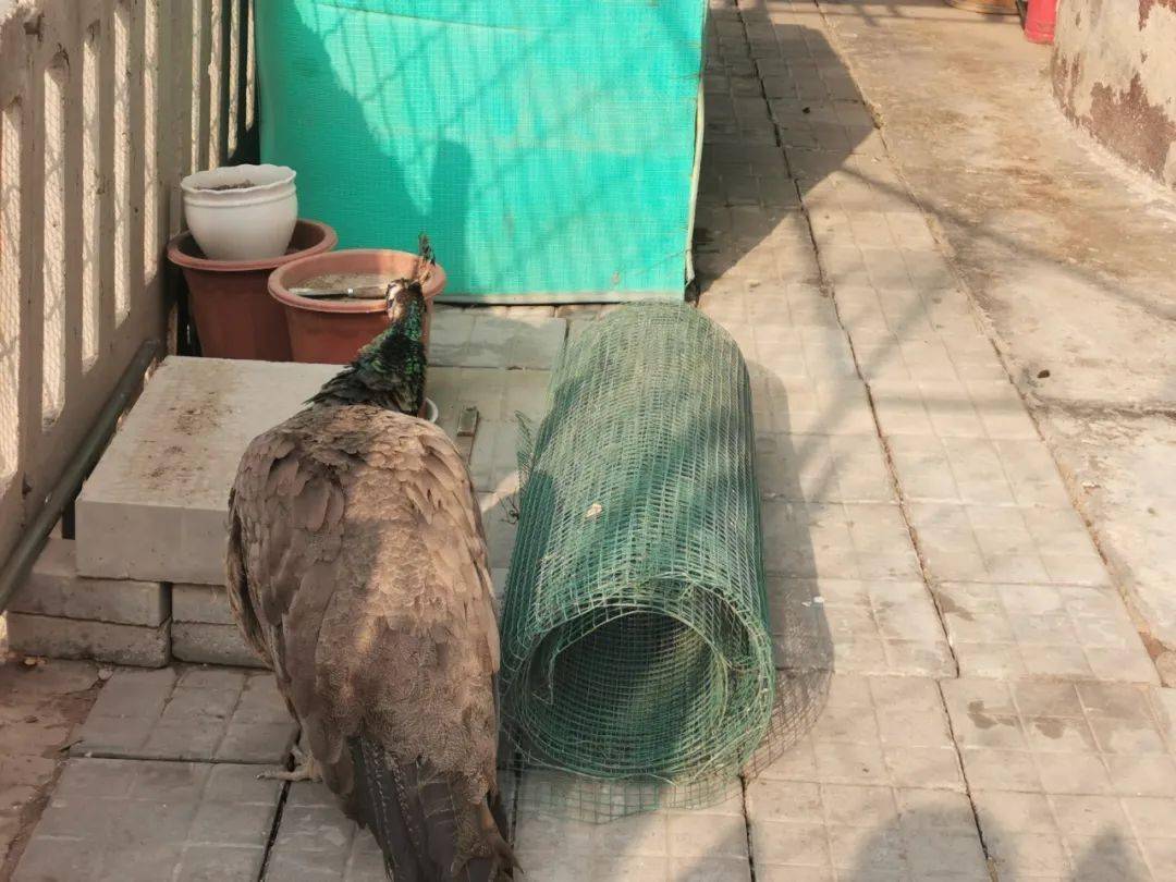 看看,顺义这小区竟有人养起了孔雀!