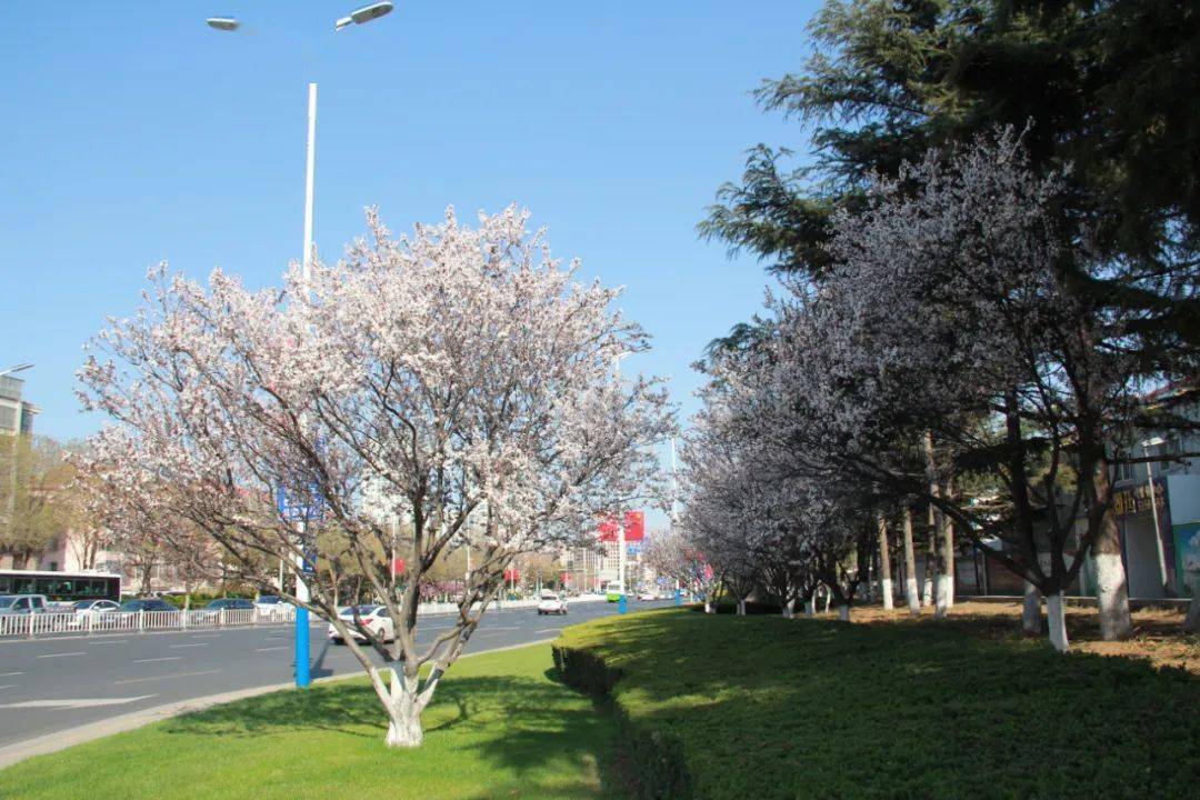 海源公園東山賓館東山路海濱路海港公園菊花頂路昆明路青島路三角花園