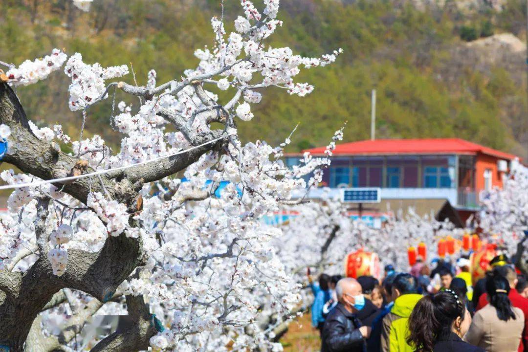 大孤山杏梅花节开幕30张美图曝光盛会持续3天