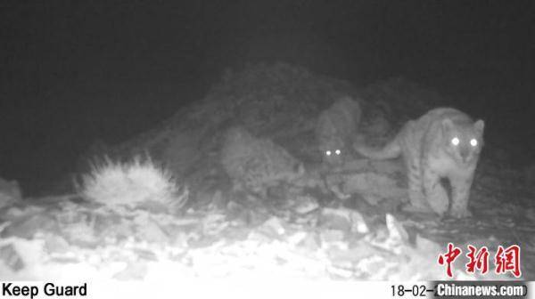 曼塔格|新疆巴州阿尔金山上连续两年拍到3只雪豹同框画面